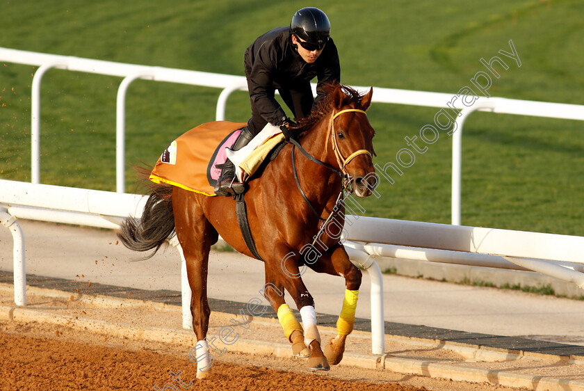 Remake-0001 
 REMAKE training for The Riyadh Dirt Sprint
King Abdulaziz Racecourse, Saudi Arabia 20 Feb 2024 - Pic Steven Cargill / Racingfotos.com