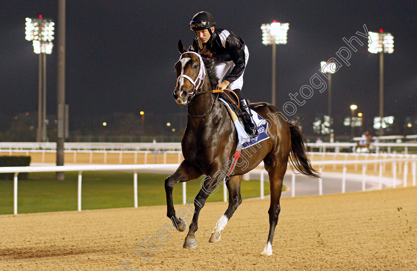 Everfast-0001 
 EVERFAST (Pat Dobbs)
Meydan 4 Feb 2022 - Pic Steven Cargill / Racingfotos.com