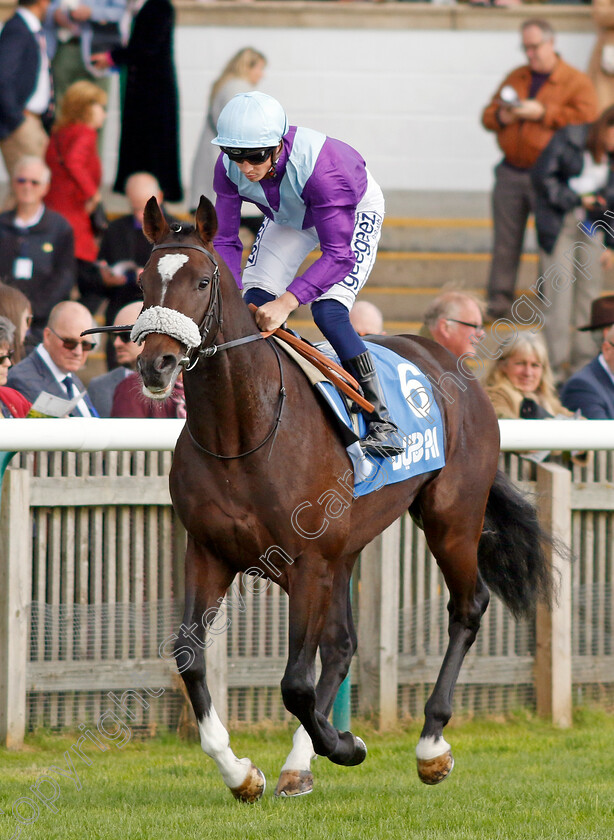 Galactic-Jack-0001 
 GALACTIC JACK (David Probert)
Newmarket 8 Oct 2022 - Pic Steven Cargill / Racingfotos.com