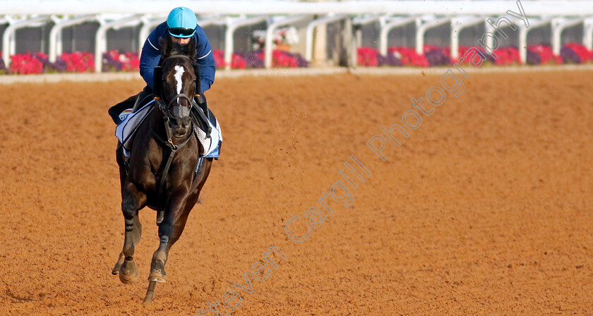 Songline-0001 
 SONGLINE training for the 1351 Turf Sprint
King Abdulaziz Racecourse, Kingdom of Saudi Arabia, 22 Feb 2023 - Pic Steven Cargill / Racingfotos.com