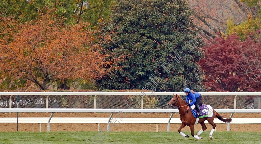 Modern-Games-0001 
 MODERN GAMES training for the Breeders' Cup Mile
Keeneland USA 2 Nov 2022 - Pic Steven Cargill / Racingfotos.com