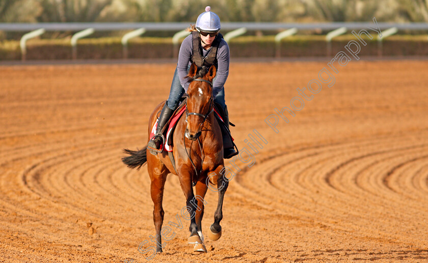 True-Self-0002 
 TRUE SELF preparing for the Turf Handicap
Riyadh Racecourse, Kingdom of Saudi Arabia 26 Feb 2020 - Pic Steven Cargill / Racingfotos.com