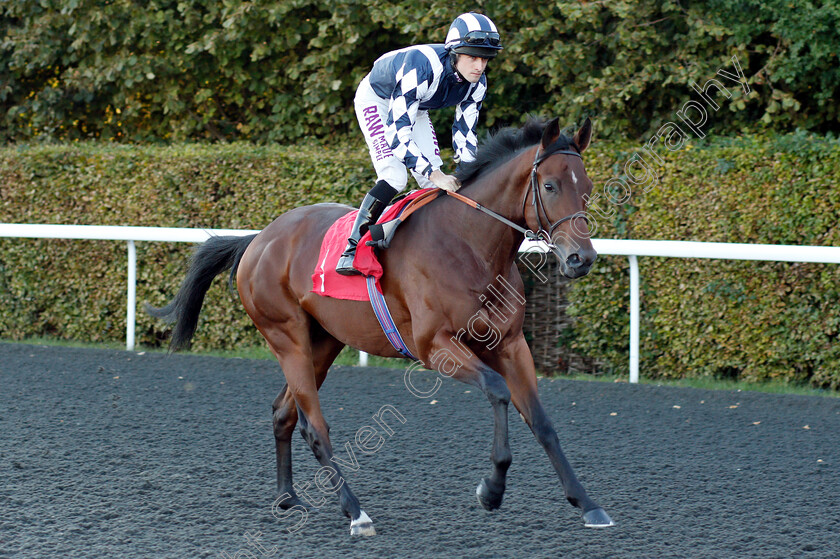 Korcho-0001 
 KORCHO (Charlie Bennett) before winning The Bet At racinguk.com Nursery
Kempton 27 Sep 2018 - Pic Steven Cargill / Racingfotos.com