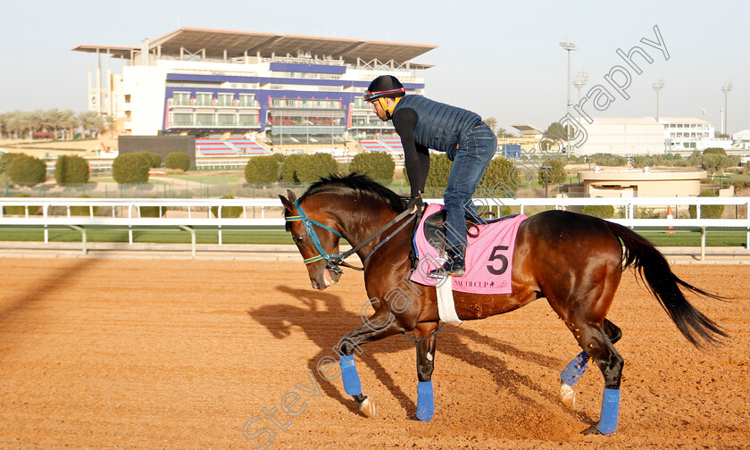 Imperial-Hint-0001 
 IMPERIAL HINT preparing for the Saudia Sprint
Riyadh Racecourse, Kingdom of Saudi Arabia 26 Feb 2020 - Pic Steven Cargill / Racingfotos.com