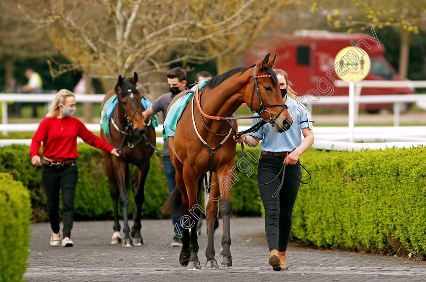 Stunt-0001 
 Walking to the paddock at Kempton Park - STUNT
31 Mar 2021 - Pic Steven Cargill / Racingfotos.com