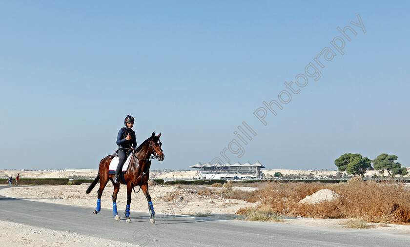 Global-Giant-0004 
 GLOBAL GIANT training for the Bahrain International Trophy
Rashid Equestrian & Horseracing Club, Bahrain, 19 Nov 2020 - Pic Steven Cargill / Racingfotos.com