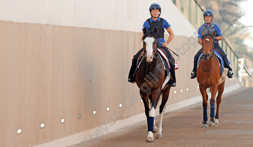 Talismanic-0002 
 TALISMANIC exercising in preparation for the Dubai World Cup Meydan 29 Mar 2018 - Pic Steven Cargill / Racingfotos.com