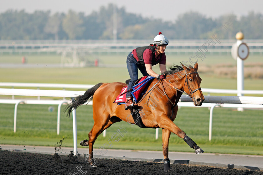 Big-Orange-0003 
 BIG ORANGE exercising in preparation for The Dubai Gold Cup at Meydan 29 Mar 2018 - Pic Steven Cargill / Racingfotos.com