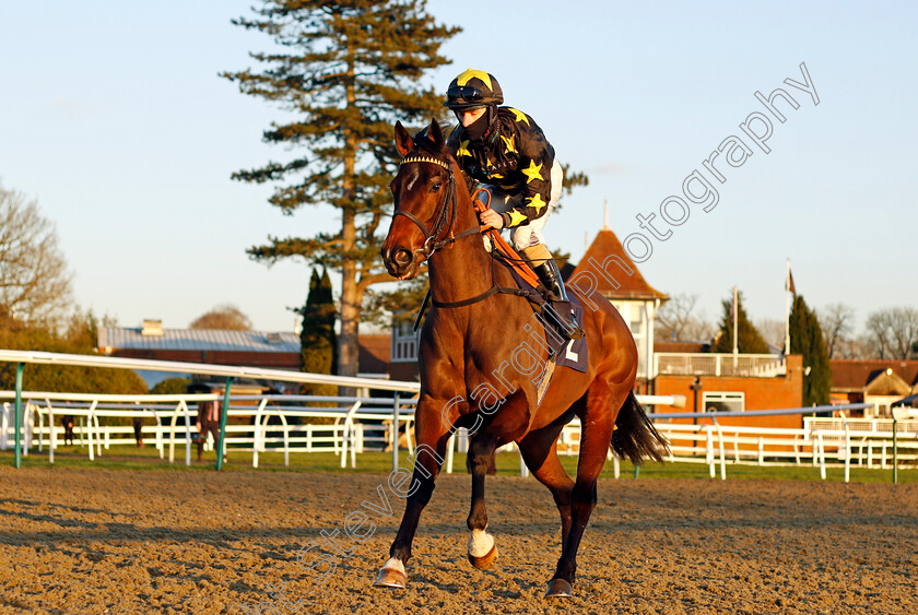 Bayamon-Belle-0001 
 BAYAMON BELLE (Richard Kingscote)
Lingfield 26 Feb 2021 - Pic Steven Cargill / Racingfotos.com