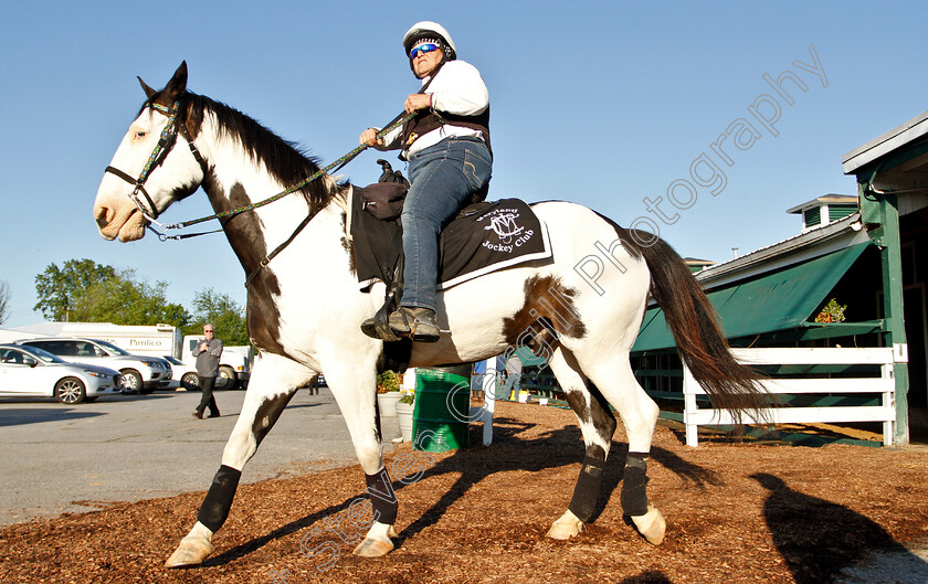 Track-Pony-0001 
 Track pony at Pimlico Racetrack
Pimlico, Baltimore USA, 15 May 2019 - Pic Steven Cargill / Racingfotos.com