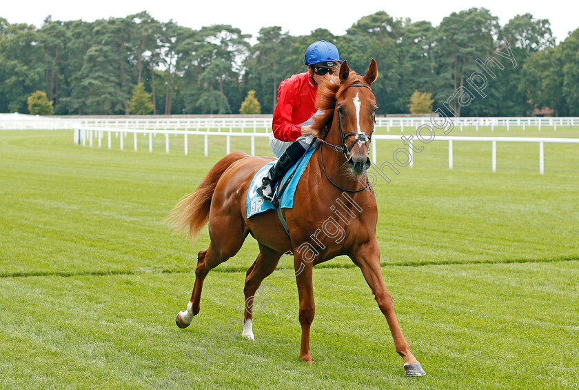 Veleta-0001 
 VELETA (Hector Crouch) 
Ascot 26 Jul 2019 - Pic Steven Cargill / Racingfotos.com