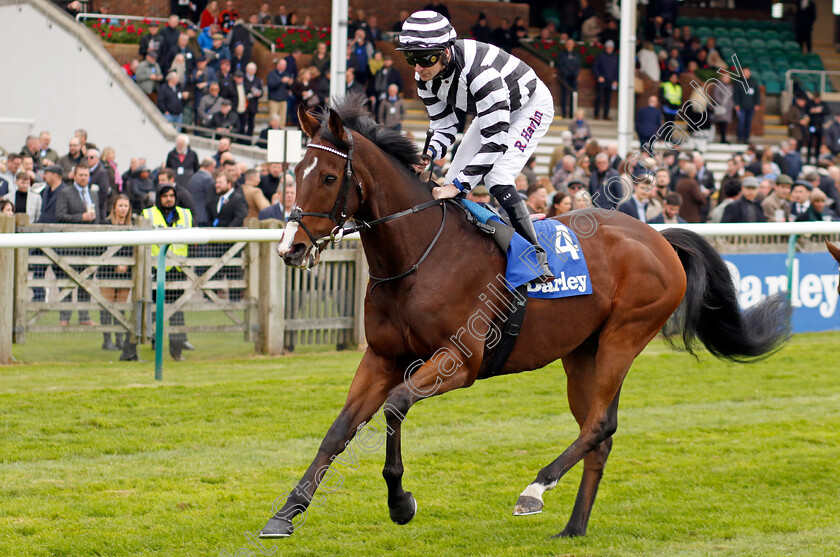 Peace-Man-0001 
 PEACE MAN (Robert Havlin)
Newmarket 12 Oct 2024 - Pic Steven Cargill / Racingfotos.com