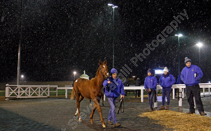 Lot-0734-colt-by-Helmet-x-Alovera-0002 
 Snowing as Lot 734, a colt by Helmet, waits to be sold at Tattersalls December Foal Sale, Newmarket 30 Nov 2017 - Pic Steven Cargill / Racingfotos.com