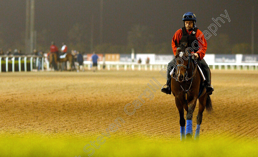 Imperial-Hint-0001 
 IMPERIAL HINT training for The Dubai Golden Shaheen
Meydan 28 Mar 2019 - Pic Steven Cargill / Racingfotos.com