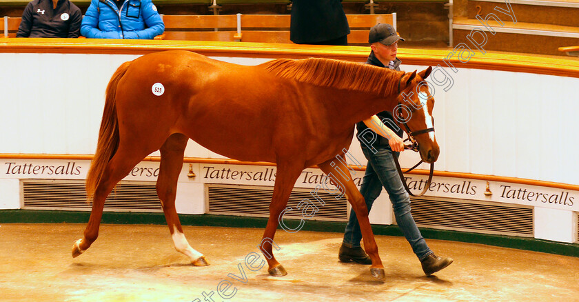 Lot-0525-Tattersalls 
 Lot 525, a filly by Galileo, selling for 2.1million guineas at Tattersalls Sales
Newmarket 10 Oct 2019 - Pic Steven Cargill / Racingfotos.com