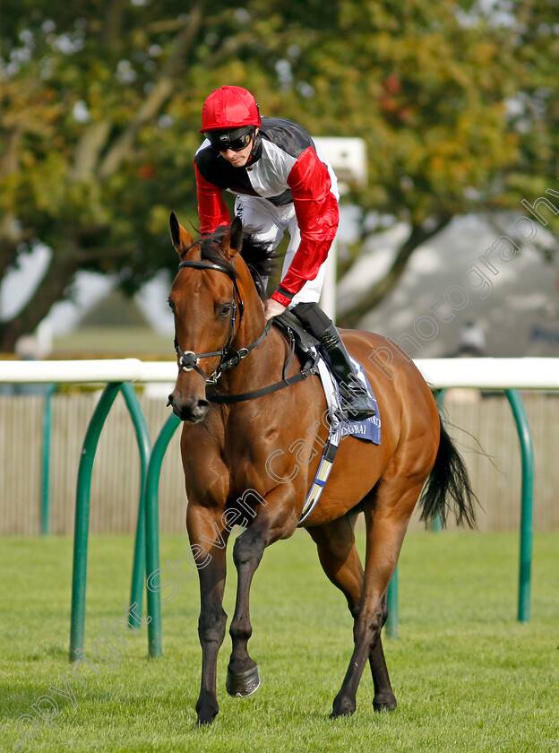 Poker-Face-0002 
 POKER FACE (James Doyle)
Newmarket 27 Sep 2024 - Pic Steven Cargill / Racingfotos.com