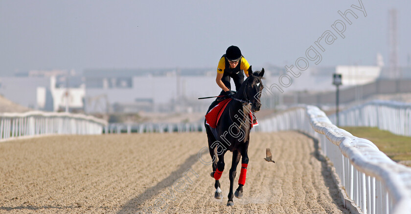 Calif-0001 
 CALIF training for the Bahrain International Trophy
Kingdom of Bahrain 14 Nov 2024 - Pic Steven Cargill / Racingfotos.com