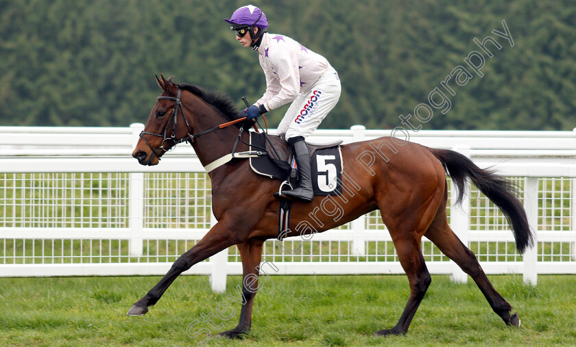 Anniversary-Gift-0001 
 ANNIVERSARY GIFT (Harry Cobden)
Newbury 22 Mar 2019 - Pic Steven Cargill / Racingfotos.com