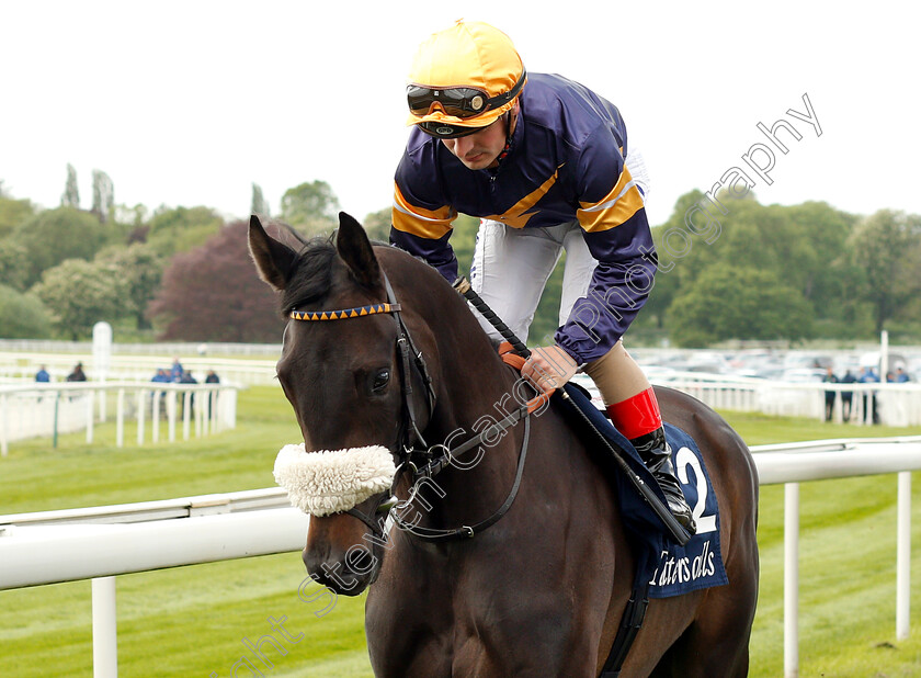 Dancing-Brave-Bear-0001 
 DANCING BRAVE BEAR (Andrea Atzeni)
York 16 May 2018 - Pic Steven Cargill / Racingfotos.com