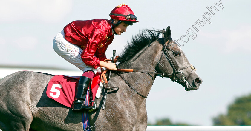 Lion-Kingdom-0003 
 LION KINGDOM (Cieren Fallon)
Haydock 1 Sep 2022 - Pic Steven Cargill / Racingfotos.com