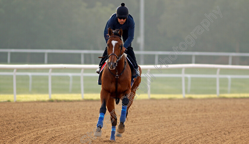 Newgate-0002 
 NEWGATE training for The Dubai World Cup
Meydan Dubai 28 Mar 2024 - Pic Steven Cargill / Racingfotos.com