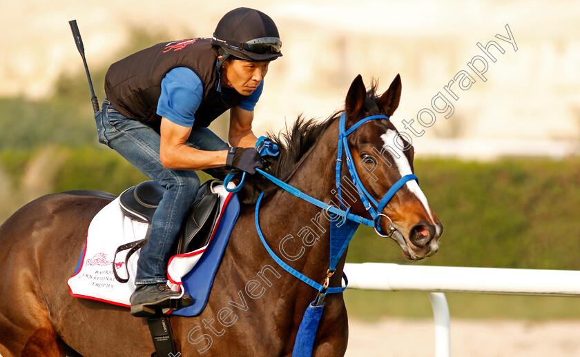 Deirdre-0002 
 DEIRDRE training for the Bahrain International Trophy
Rashid Equestrian & Horseracing Club, Bahrain, 18 Nov 2020