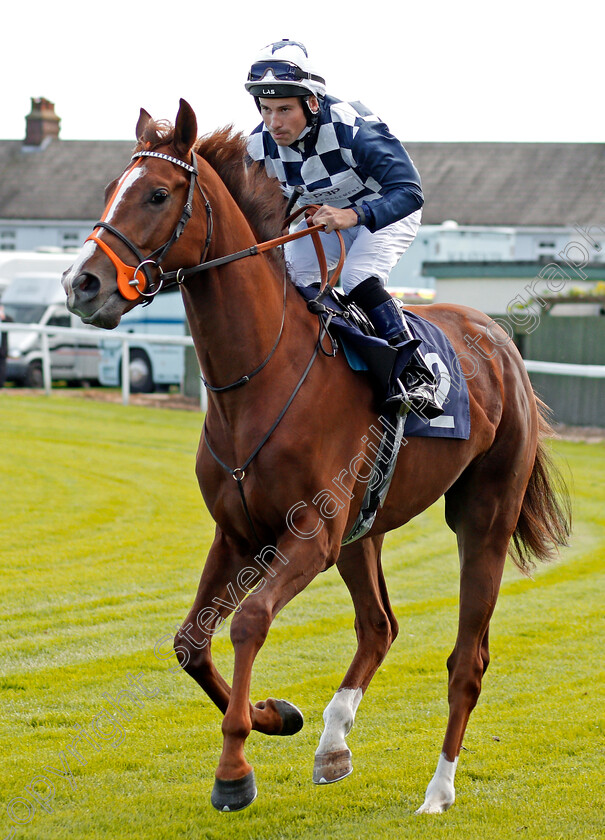 Matchmaking-0001 
 MATCHMAKING (Ryan Powell) Yarmouth 19 Sep 2017 - Pic Steven Cargill / Racingfotos.com