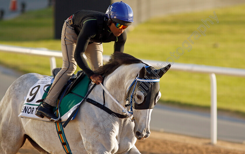 Senor-Toba-0001 
 SENOR TOBA training for The Sheema Classic
Meydan, Dubai, 22 Mar 2023 - Pic Steven Cargill / Racingfotos.com