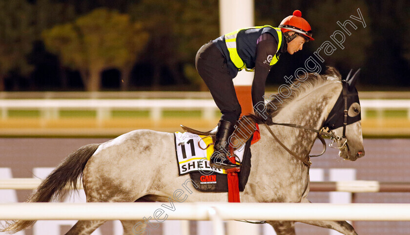 Shelir-0001 
 SHELIR training for The Dubai Turf
Meydan, Dubai, 22 Mar 2023 - Pic Steven Cargill / Racingfotos.com