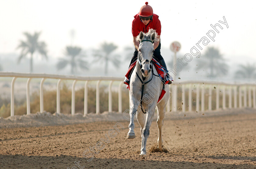 Lord-Glitters-0003 
 LORD GLITTERS exercising in preparation for Friday's Bahrain International Trophy
Sakhir Racecourse, Bahrain 16 Nov 2021 - Pic Steven Cargill / Racingfotos.com