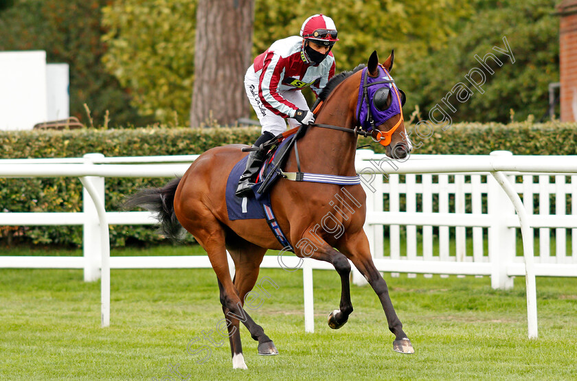 Miss-G-Gee-0001 
 MISS G GEE (Raul Da Silva)
Lingfield 7 Sep 2020 - Pic Steven Cargill / Racingfotos.com