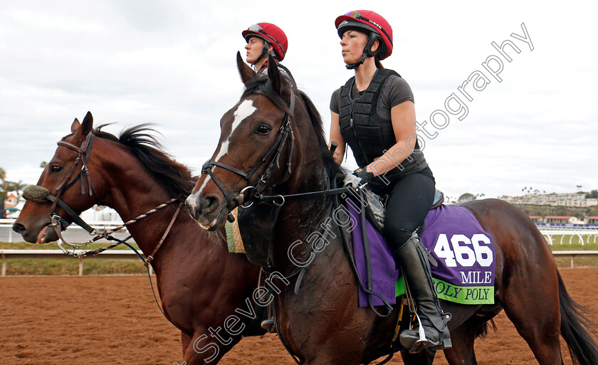 Roly-Poly-0002 
 ROLY POLY training for The Breeders' Cup Mile at Del Mar 2 Nov 2017 - Pic Steven Cargill / Racingfotos.com