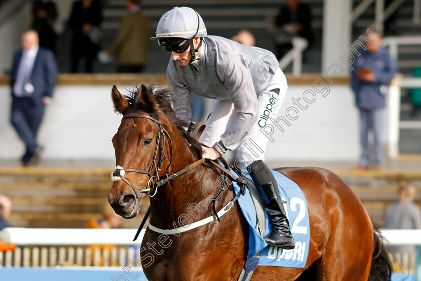 Midnight-Affair-0001 
 MIDNIGHT AFFAIR (Daniel Tudhope)
Newmarket 13 Oct 2023 - Pic Steven Cargill / Racingfotos.com