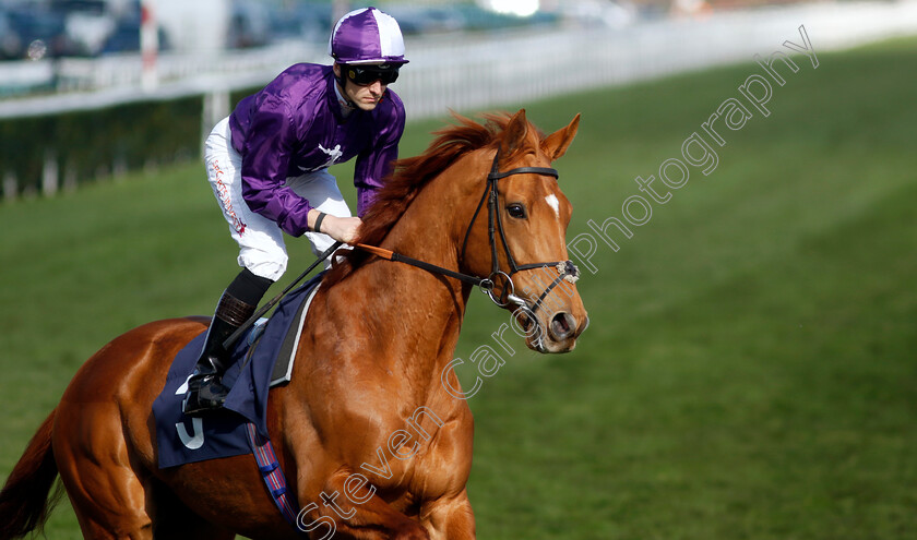 Sir-Rumi-0002 
 SIR RUMI (Kevin Stott)
Doncaster 2 Apr 2023 - Pic Steven Cargill / Racingfotos.com