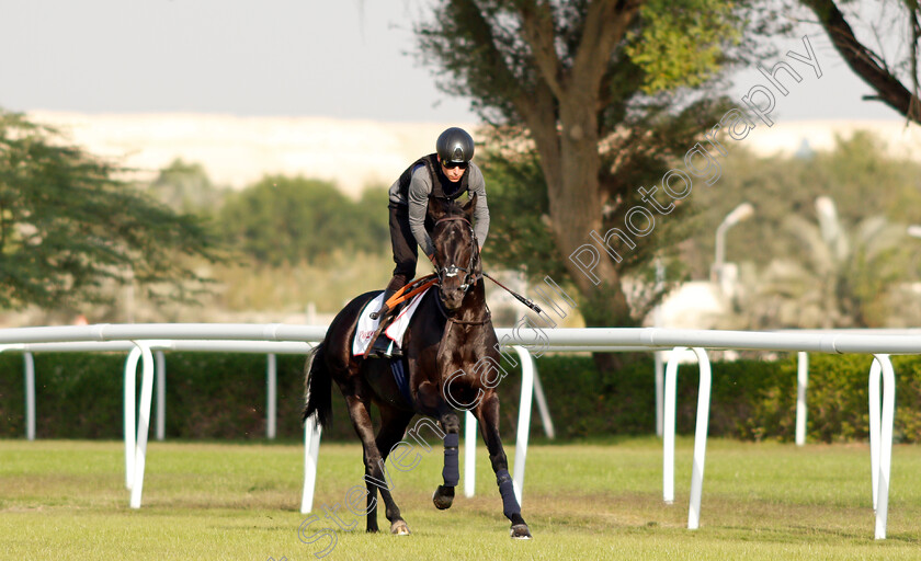 Pogo-0001 
 POGO (Kieran Shoemark) exercising in preparation for Friday's Bahrain International Trophy
Sakhir Racecourse, Bahrain 17 Nov 2021 - Pic Steven Cargill / Racingfotos.com