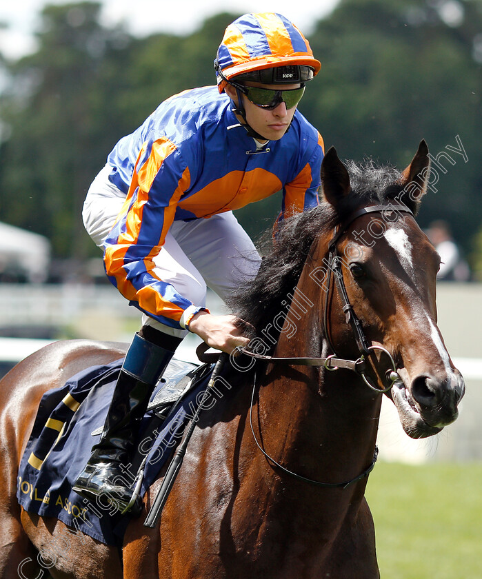 Harpocrates-0001 
 HARPOCRATES (Donnacha O'Brien)
Royal Ascot 22 Jun 2019 - Pic Steven Cargill / Racingfotos.com