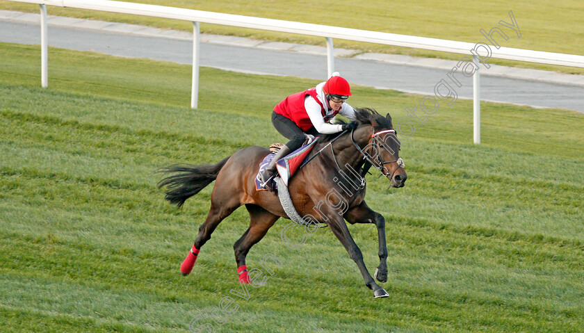 Prince-Of-Arran-0002 
 PRINCE OF ARRAN, trained by Charlie Fellowes, exercising in preparation for The Dubai World Cup Carnival, Meydan 18 Jan 2018 - Pic Steven Cargill / Racingfotos.com