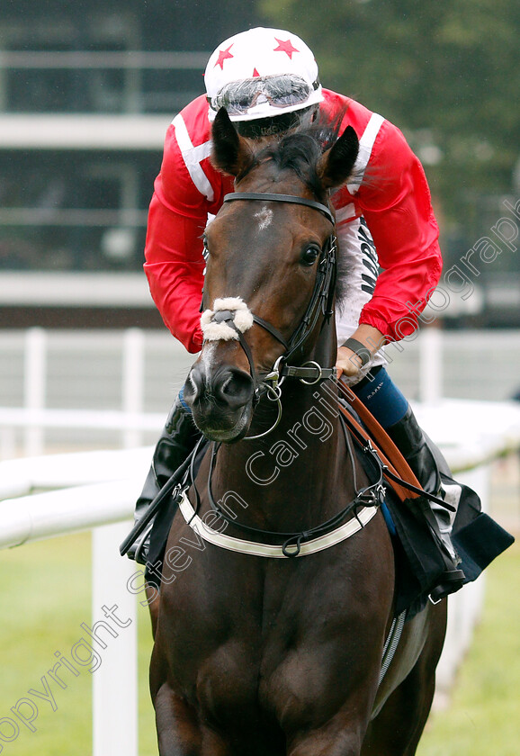 Gently-Spoken-0001 
 GENTLY SPOKEN (Tom Marquand)
Newbury 19 Jul 2019 - Pic Steven Cargill / Racingfotos.com