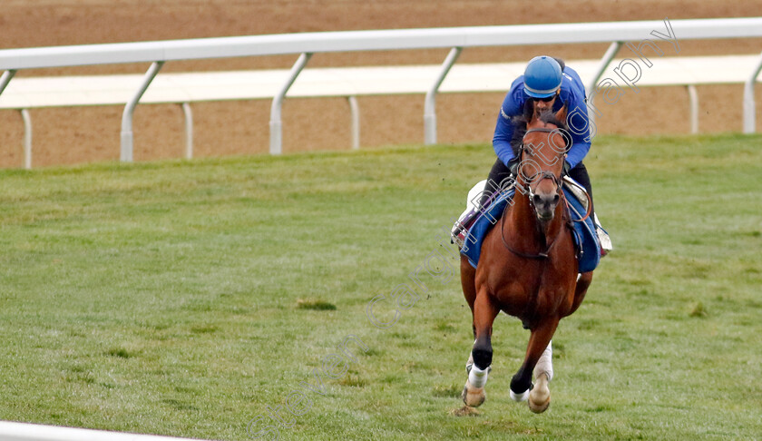 Naval-Crown-0001 
 NAVAL CROWN training for the Breeders' Cup Turf Sprint
Keeneland USA 2 Nov 2022 - Pic Steven Cargill / Racingfotos.com