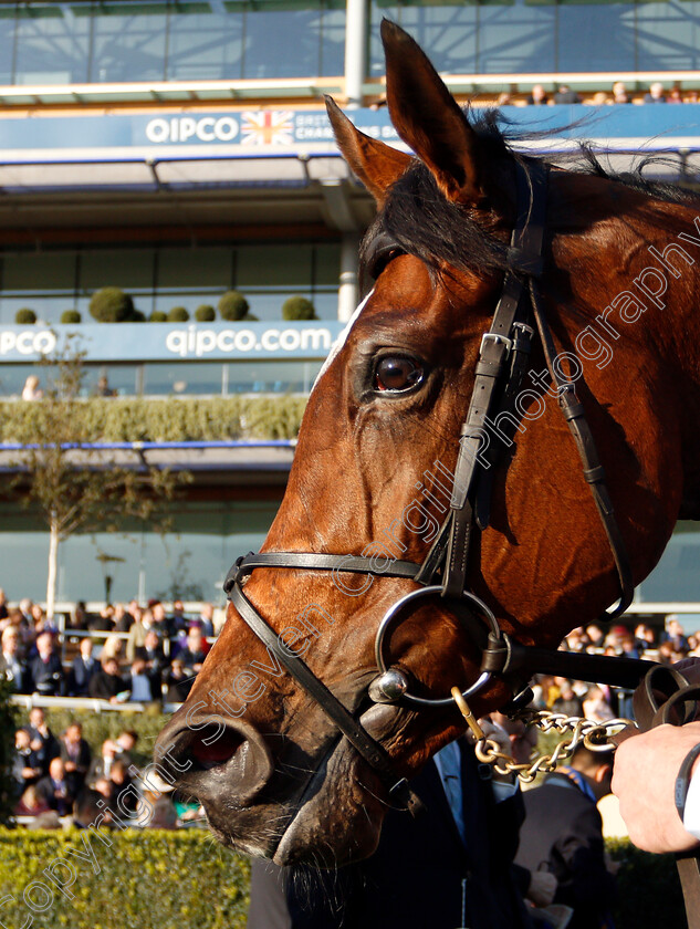 Magical-0016 
 MAGICAL after The Qipco Champion Stakes
Ascot 19 Oct 2019 - Pic Steven Cargill / Racingfotos.com