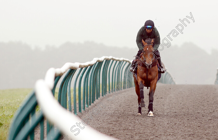 Knight-To-Behold-0004 
 KNIGHT TO BEHOLD, ridden by Mohammed Abdul Qazafi Mirza, on the gallops in preparation for The investec Derby
Lambourn 31 May 2018 - Pic Steven Cargill / Racingfotos.com