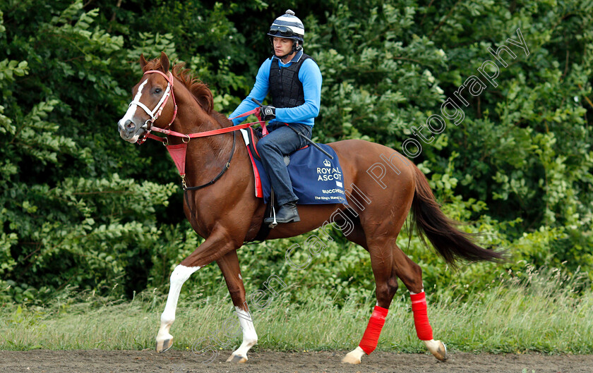 Bucchero-0008 
 American trained BUCCHERO walking back from the gallops in Newmarket ahead of his Royal Ascot challenge
Newmarket 14 Jun 2018 - Pic Steven Cargill / Racingfotos.com