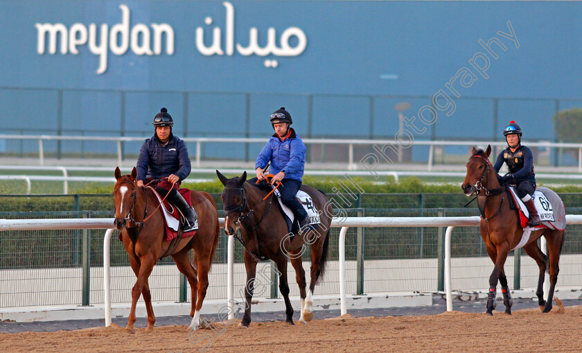 Dalanijujo,-Mekong-and-Mr-Professor-0001 
 DALINIJUJO (left), MEKONG (centre) and MR PROFESSOR (right) exercising for Mick Channon, Jamie Osborne and Alice Haynes
Meydan, Dubai, 3 Feb 2022 - Pic Steven Cargill / Racingfotos.com