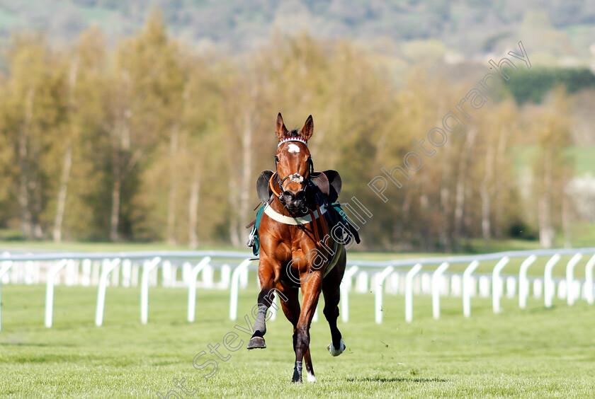 Cheltenham-0003 
 Loose horse at Cheltenham 19 Apr 2018 - Pic Steven Cargill / Racingfotos.com