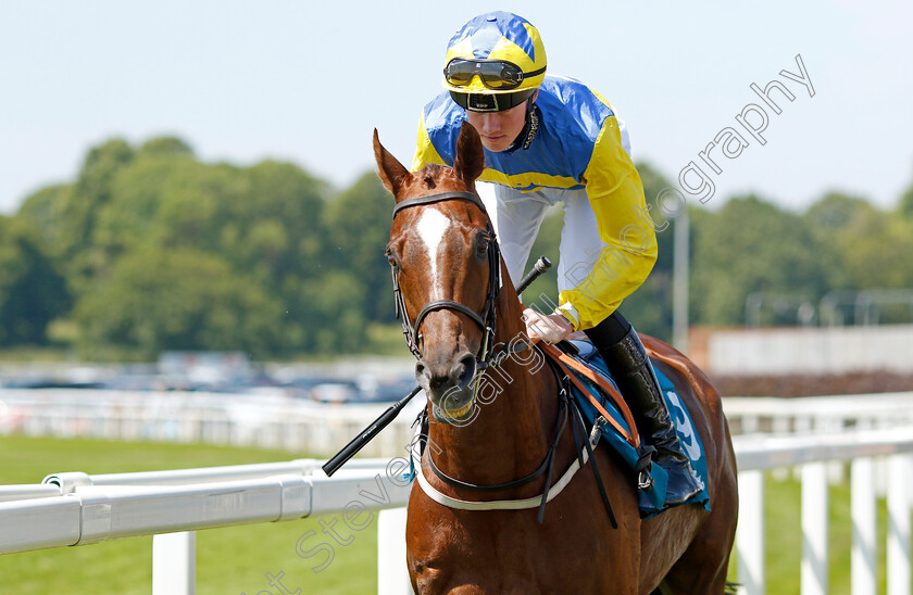 Poet s-Dawn-0001 
 POET'S DAWN (Brandon Wilkie)
York 16 Jun 2023 - Pic Steven Cargill / Racingfotos.com