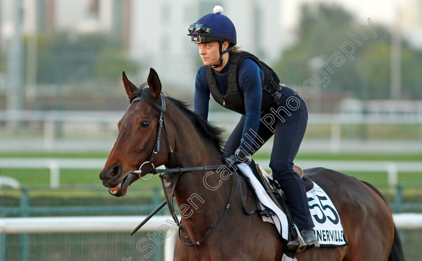 Annerville-0001 
 ANNERVILLE training at the Dubai World Cup Carnival
Meydan 5 Jan 2023 - Pic Steven Cargill / Racingfotos.com