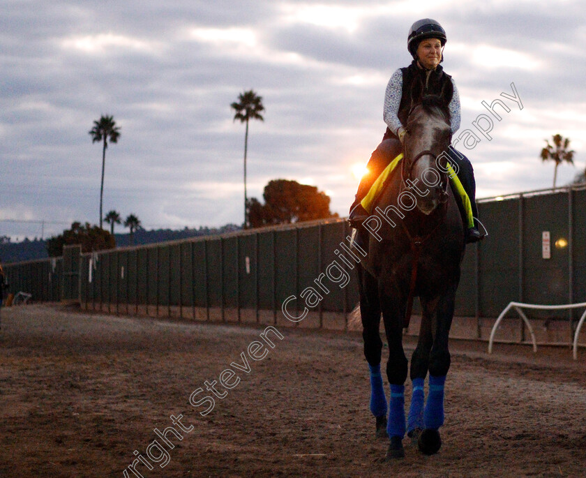 Arrogate-0001 
 ARROGATE training for The Breeders' Cup Classic at Del Mar 2 Nov 2017 - Pic Steven Cargill / Racingfotos.com