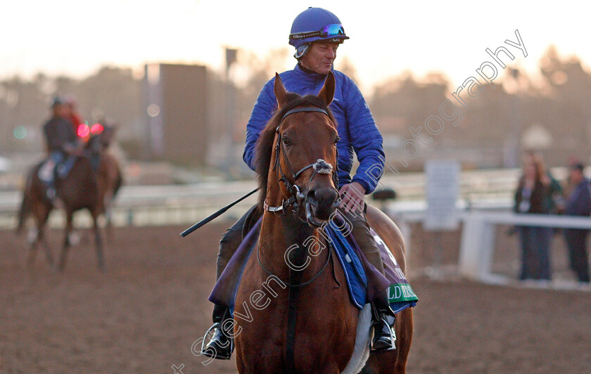 Old-Persian-0003 
 OLD PERSIAN training for the Breeders' Cup Turf 
Santa Anita USA 30 Oct 2019 - Pic Steven Cargill / Racingfotos.com