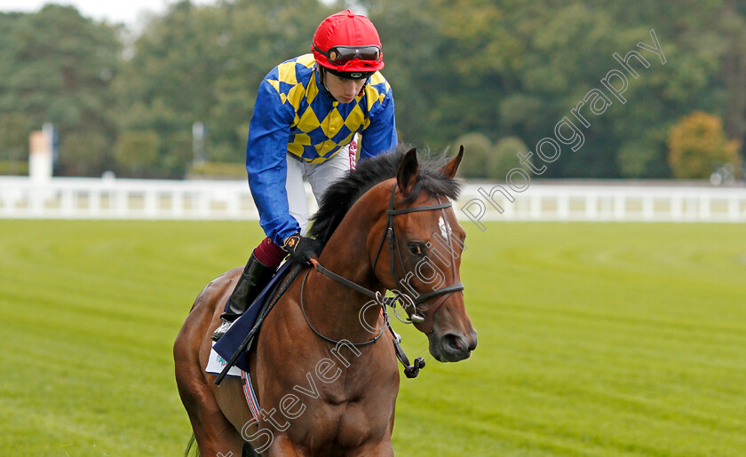 Mrs-Merton-0001 
 MRS MERTON (Oisin Murphy)
Ascot 6 Sep 2019 - Pic Steven Cargill / Racingfotos.com