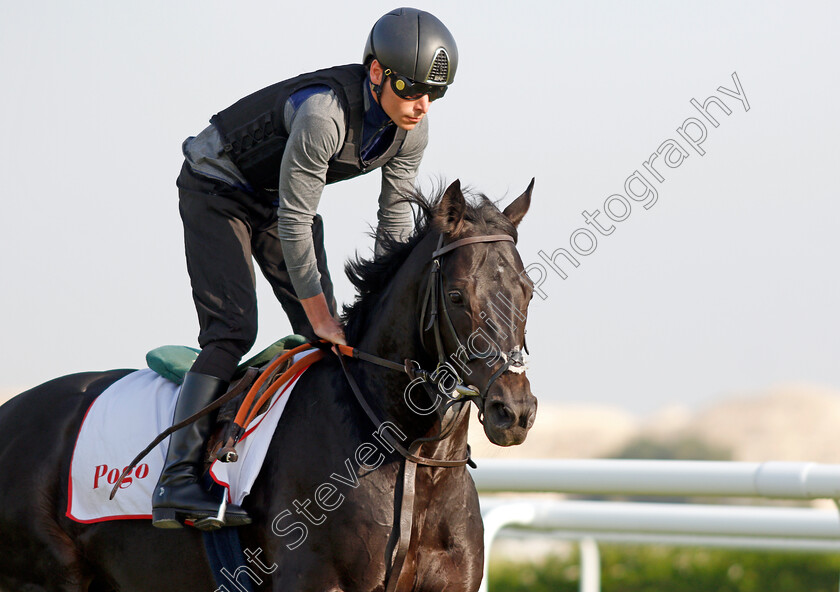 Pogo-0005 
 POGO (Kieran Shoemark) exercising in preparation for Friday's Bahrain International Trophy
Sakhir Racecourse, Bahrain 17 Nov 2021 - Pic Steven Cargill / Racingfotos.com